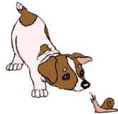 dog-graphics-jack-russell-terrier-958215
